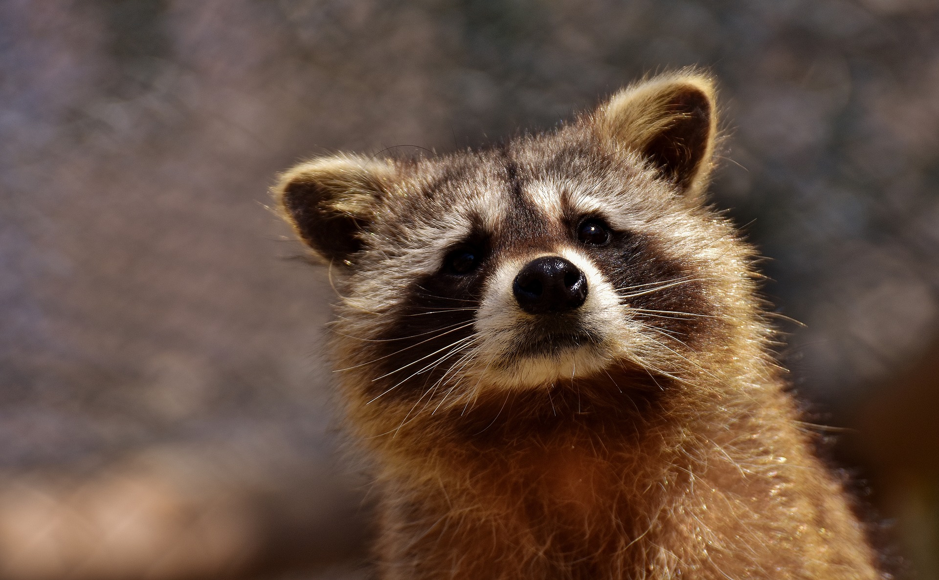 What to do about Raccoons | Middlesex Centre