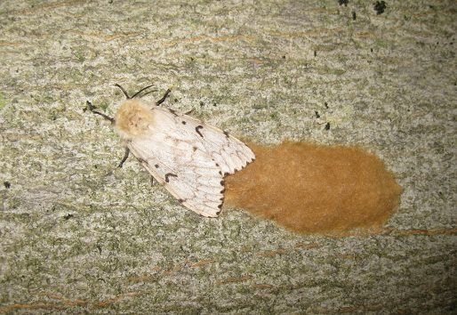 Gypsy moth with egg sack