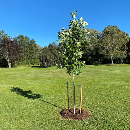 Memorial Tree in Weldon Park